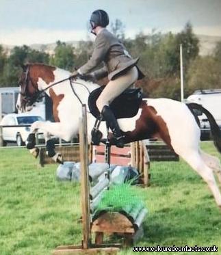Potential HOYS/RI Competition Pony