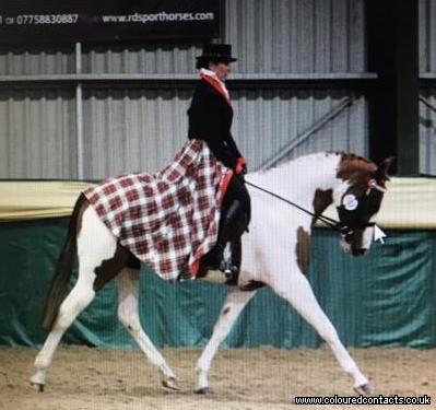 Potential HOYS/RI Competition Pony