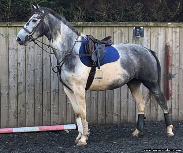 16:2hh Homebred Coloured warmblood 5yo mare excel any sphere