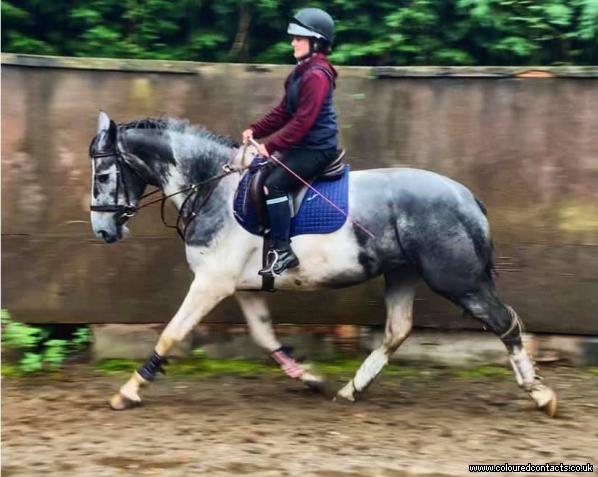 16:2hh Homebred Coloured warmblood 5yo mare excel any sphere