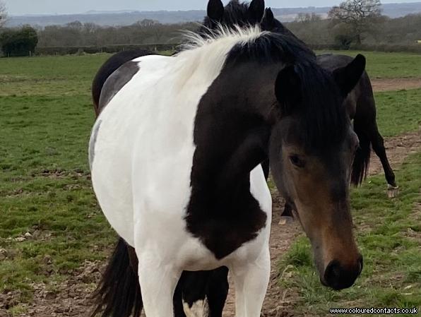 Stunning Well Developed 2yr old Skewbald  Filly
