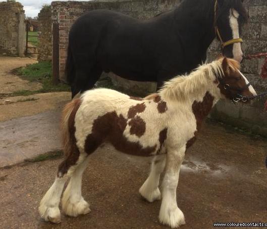 Well Marked Quality Traditional Colt