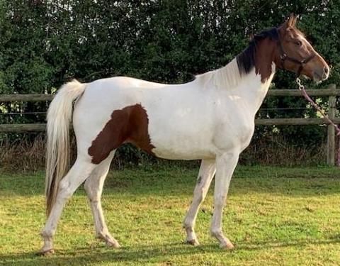 Two Year Old Sports Horse Filly to mature at 16hh