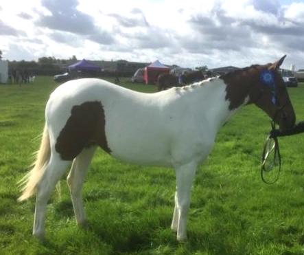 Two Year Old Sports Horse Filly to mature at 16hh