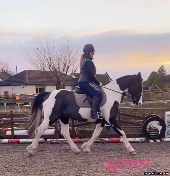 15hh Hack and Drive Gelding