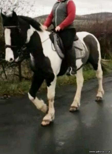 15hh Hack and Drive Gelding