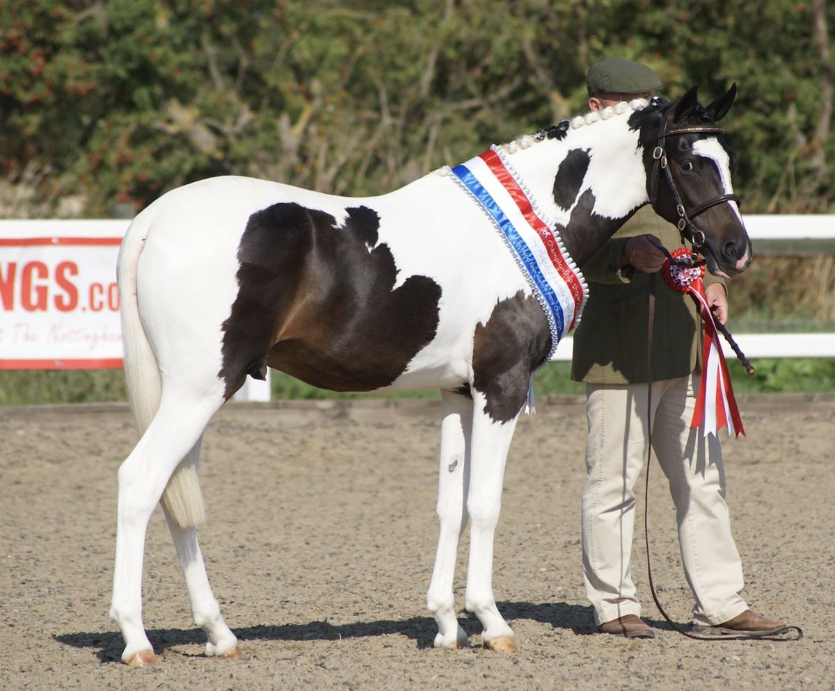 14hh AHS Licensed Sport Pony Stallion by Royal Command of Wentward