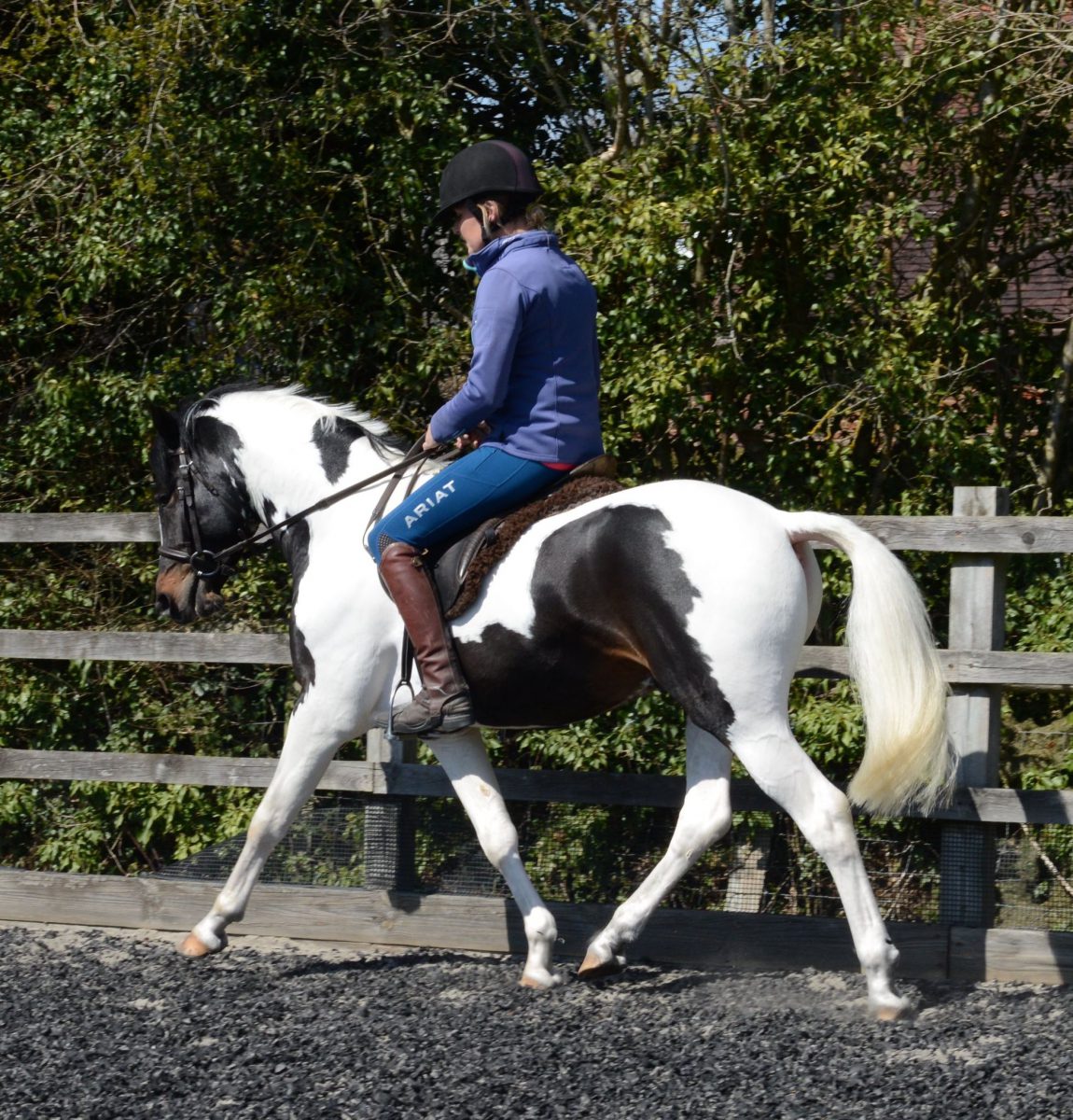 14hh AHS Licensed Sport Pony Stallion by Royal Command of Wentward