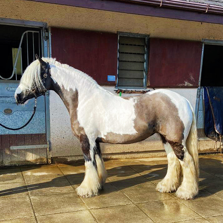 14HH TRADITIONAL MARE