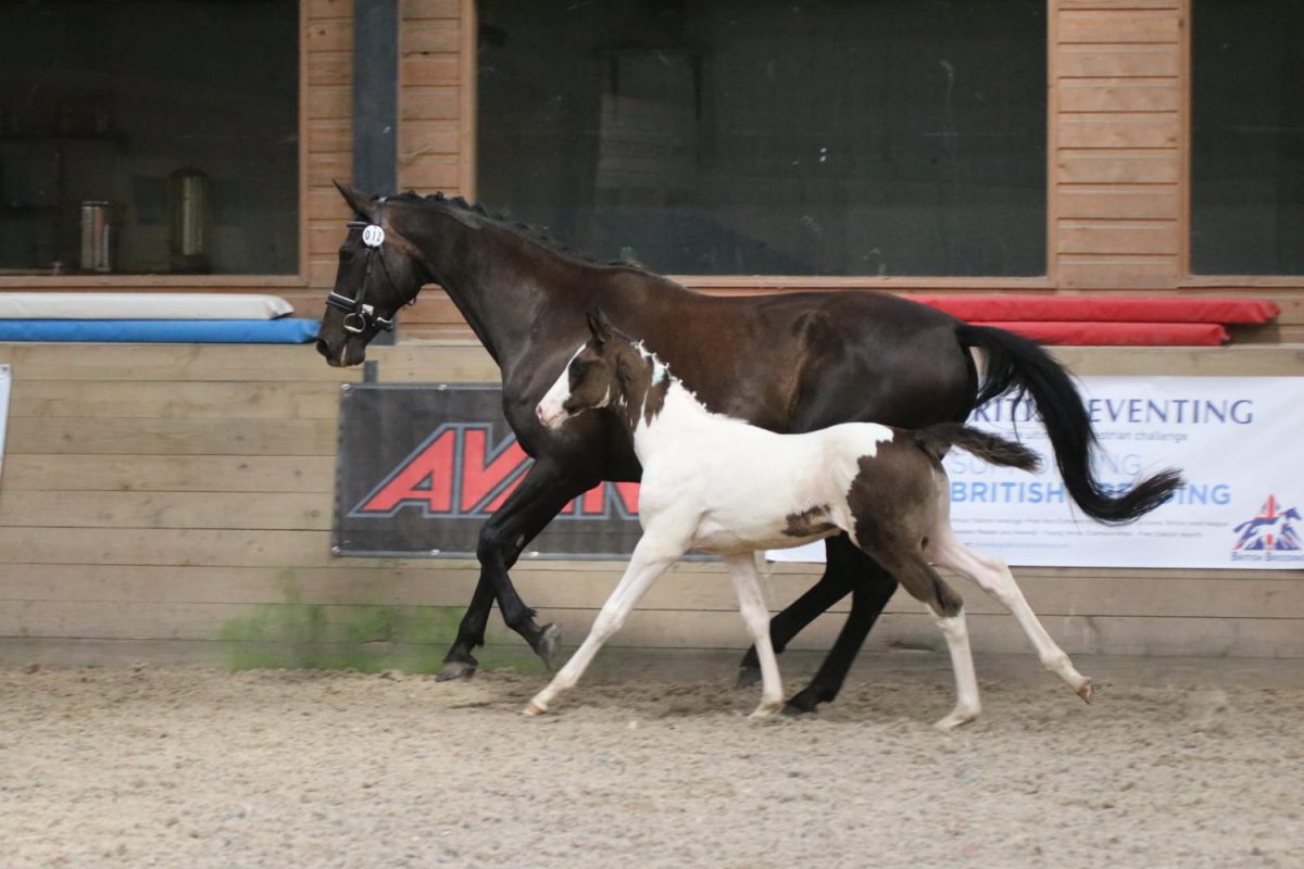 Fabulous competition prospect British Warmblood Gelding 2 years 16.1 hands